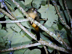 Aotus lemurinus