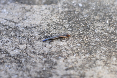 Plestiodon callicephalus