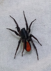 Castianeira floridana