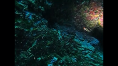 Forsterygion maryannae