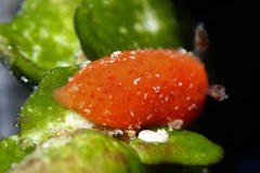 Rostanga arbutus