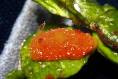 Rostanga arbutus