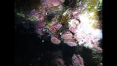 Monomyces rubrum