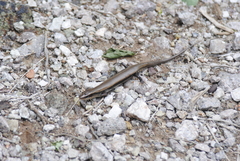 Plestiodon callicephalus