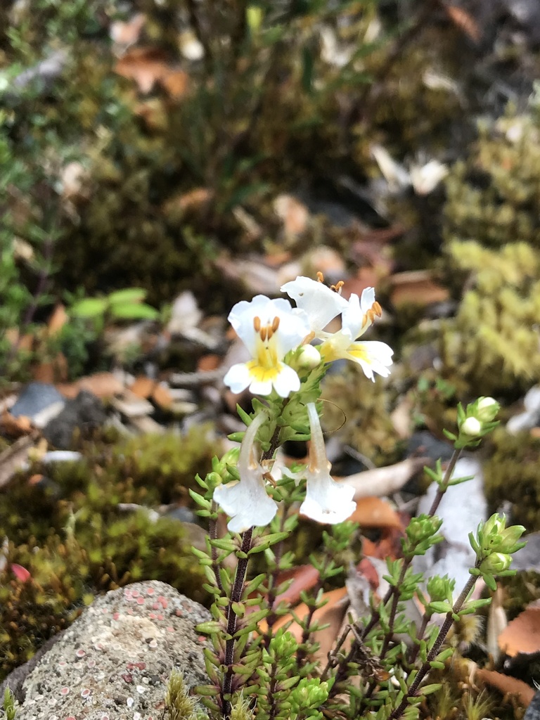 Euphrasia trifida