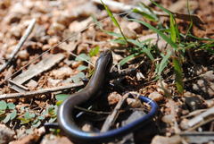 Plestiodon callicephalus