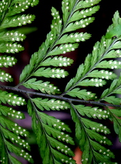 Parapolystichum microsorum