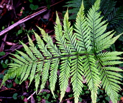 Parapolystichum microsorum