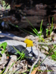 Leptorhynchos nitidulus