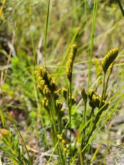 Schizaea bifida