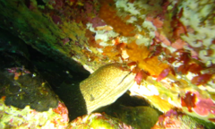 Gymnothorax porphyreus