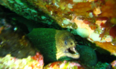 Gymnothorax porphyreus