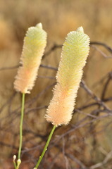 Ptilotus xerophilus