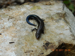 Plestiodon callicephalus