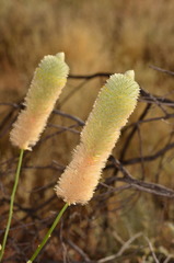 Ptilotus xerophilus