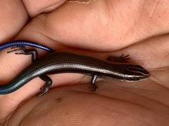 Plestiodon callicephalus