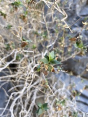 Brickellia atractyloides