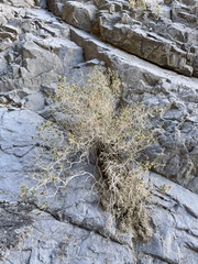 Brickellia atractyloides