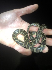 Dipsas ventrimaculata