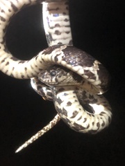 Dipsas ventrimaculata