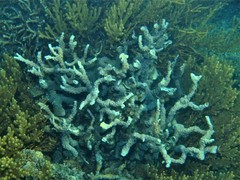 Echinopora mammiformis