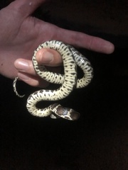 Dipsas ventrimaculata