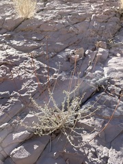 Eriogonum fasciculatum polifolium