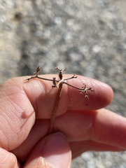 Eriogonum fasciculatum polifolium