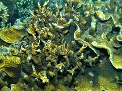 Echinopora mammiformis