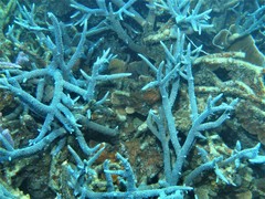 Acropora muricata