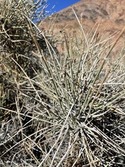 Ephedra funerea