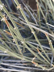 Ephedra funerea