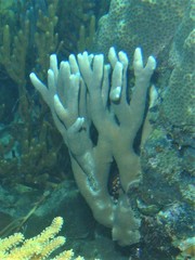 Porites nigrescens