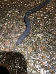 Gymnophiona