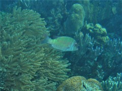 Lethrinus erythropterus