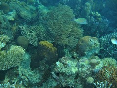 Lethrinus erythropterus