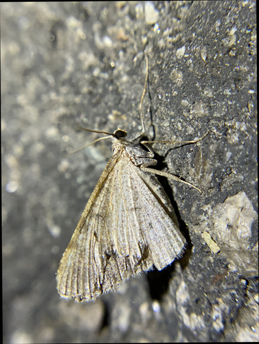 iNaturalist observation photo of Creosote Moth