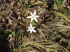 Zephyranthes atamasco