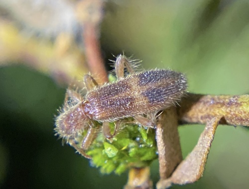 iNaturalist observation photo of Cymatodera punctata
