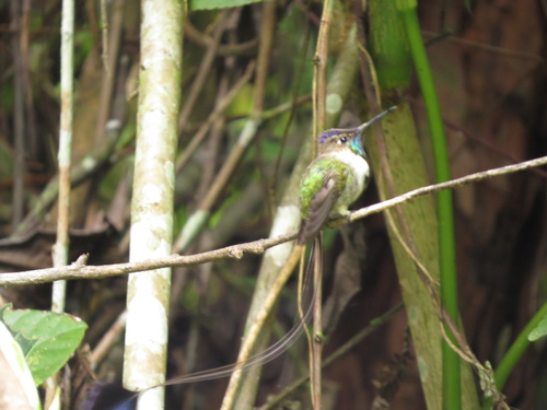 Marvelous Spatuletail (Loddigesia mirabilis), photo 10
