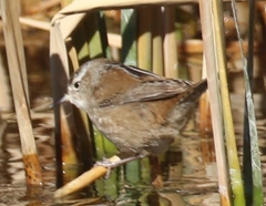 Cistothorus palustris plesius