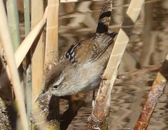 Cistothorus palustris plesius