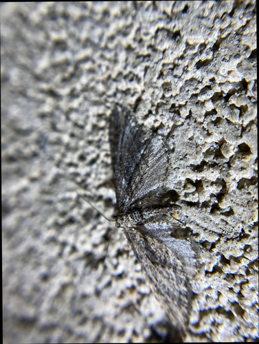 iNaturalist observation photo of Ennominae