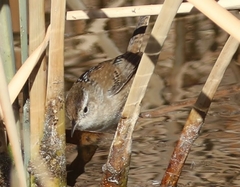 Cistothorus palustris plesius