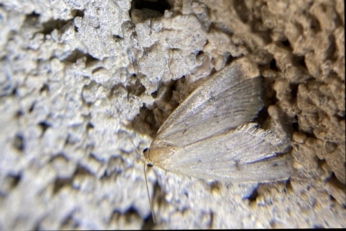 iNaturalist observation photo of Butterflies and Moths
