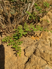 Pellaea andromedifolia pubescens