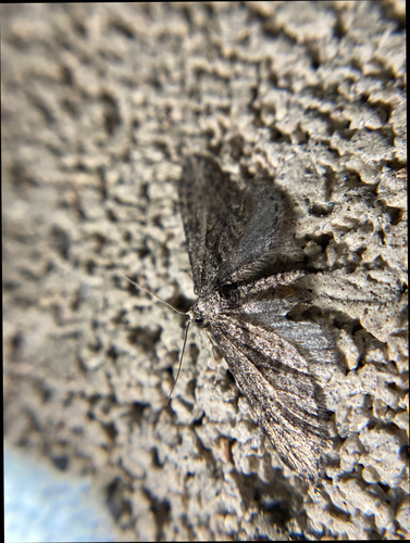 iNaturalist observation photo of Geometer Moths