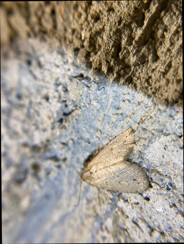 iNaturalist observation photo of Butterflies and Moths