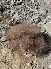 Eriogonum rixfordii