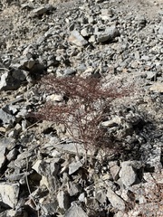 Eriogonum rixfordii